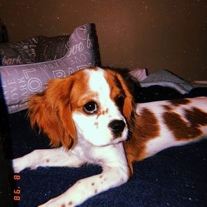 Meet your Posher, Lexi